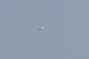DSC00184