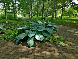 IMG_20210630_111428-1