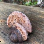 Fomitopsis rosea