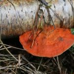 Pycnoporus cinnabarinus