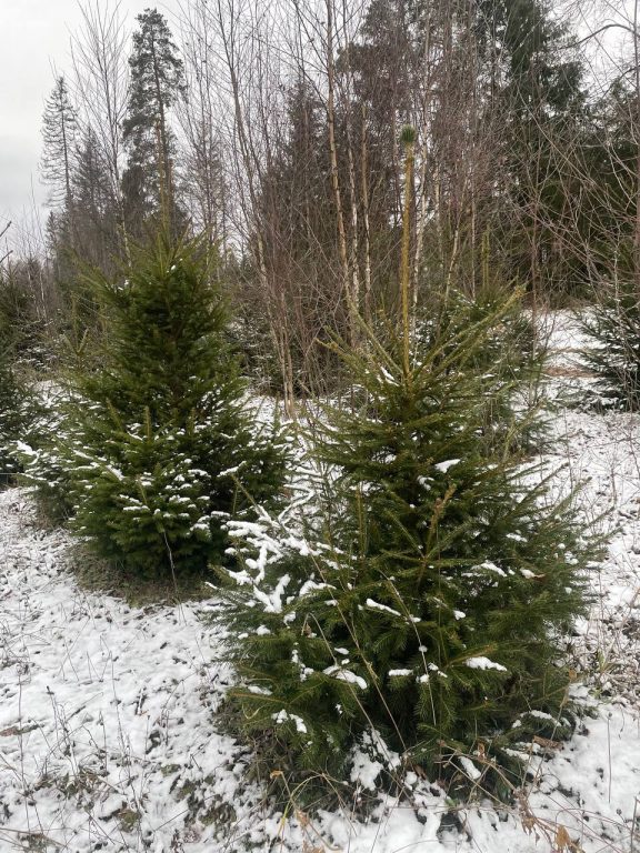 photo_2024-12-12_08-11-07