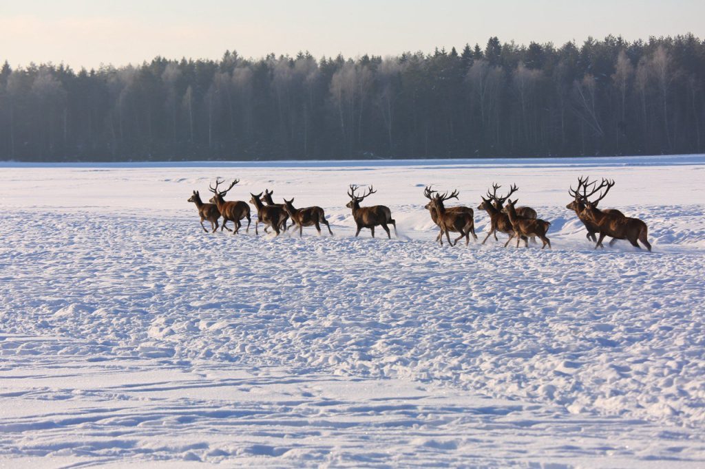 photo_2026-02-11_12-54-16