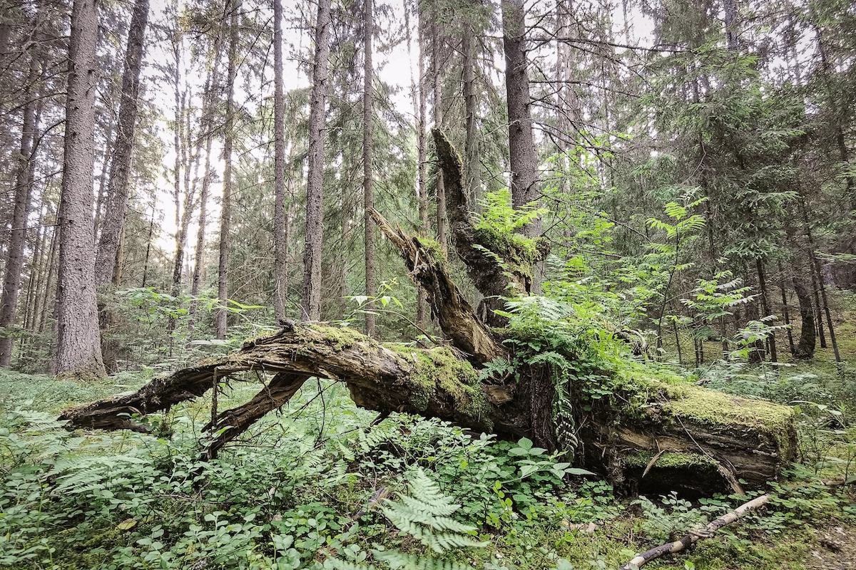 «A Journey into Nature»