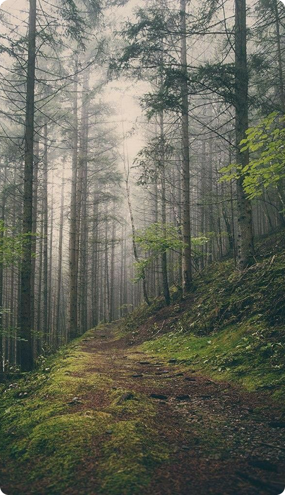 Дикая природа