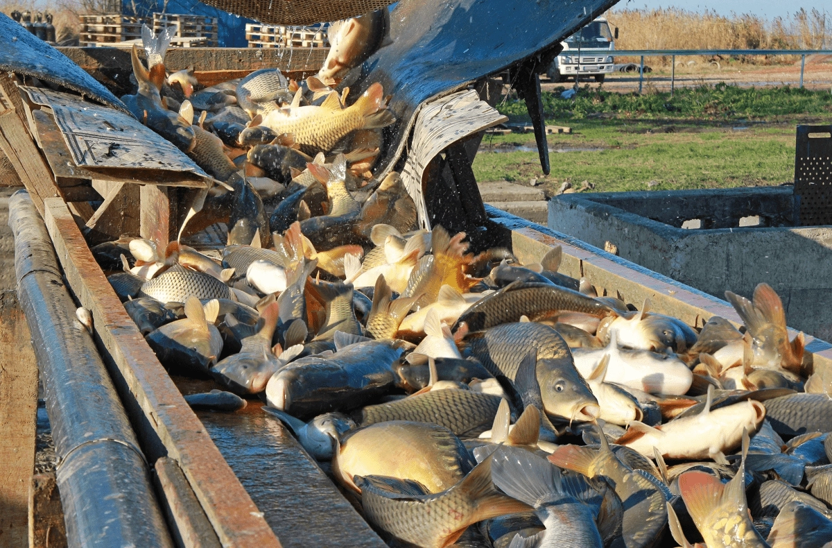 Preserving traditions, creating the future