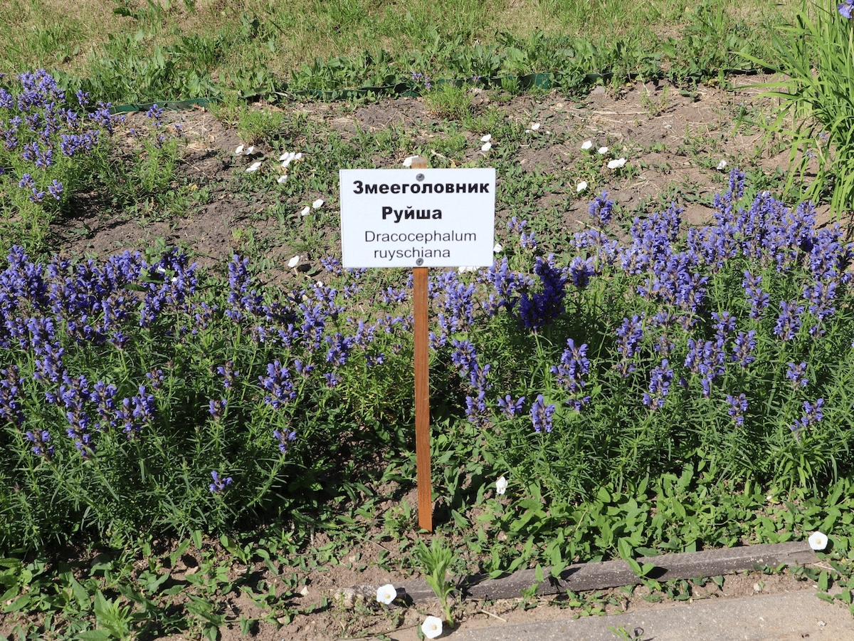 Arboretum