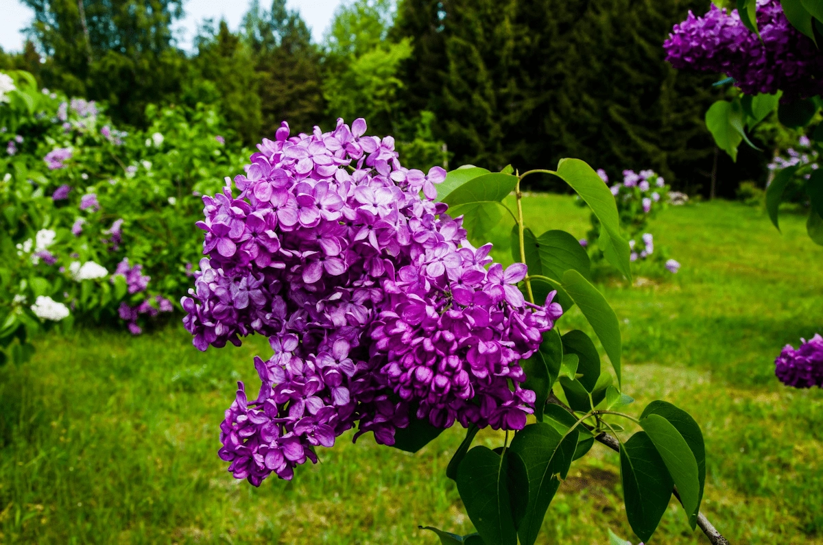 Arboretum