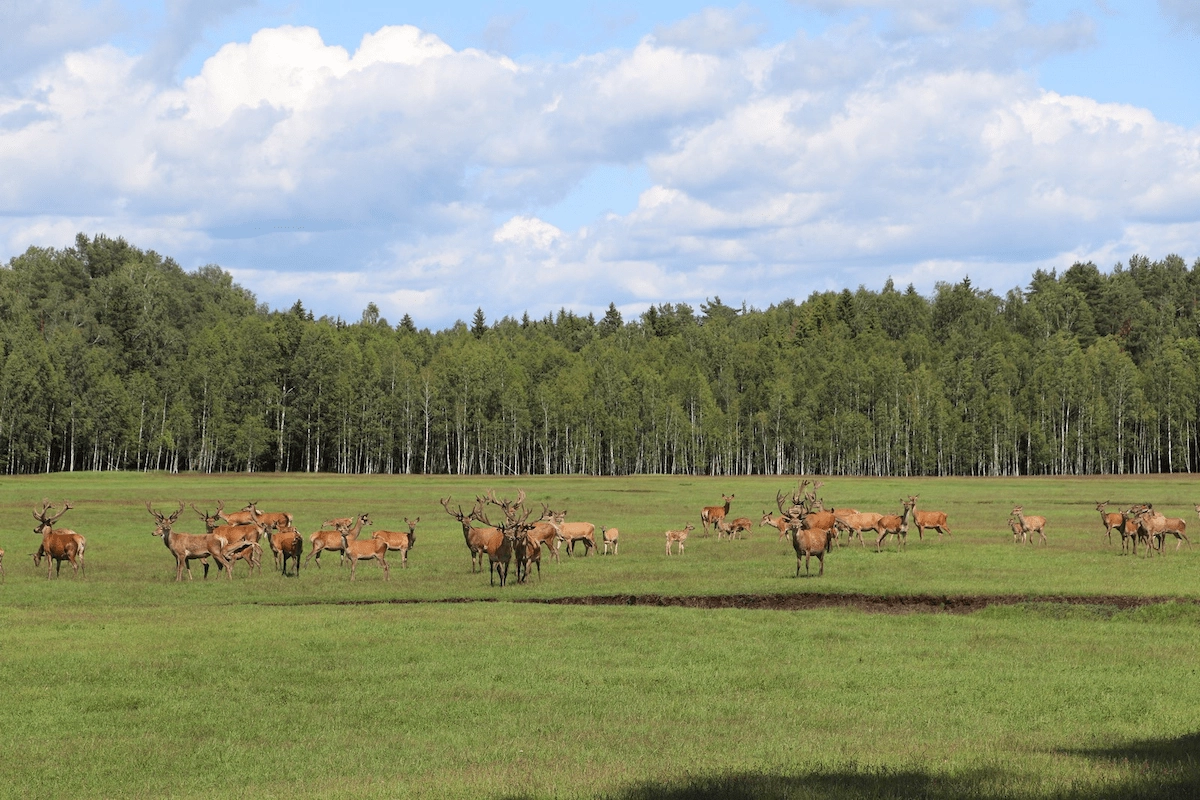 Safari Park