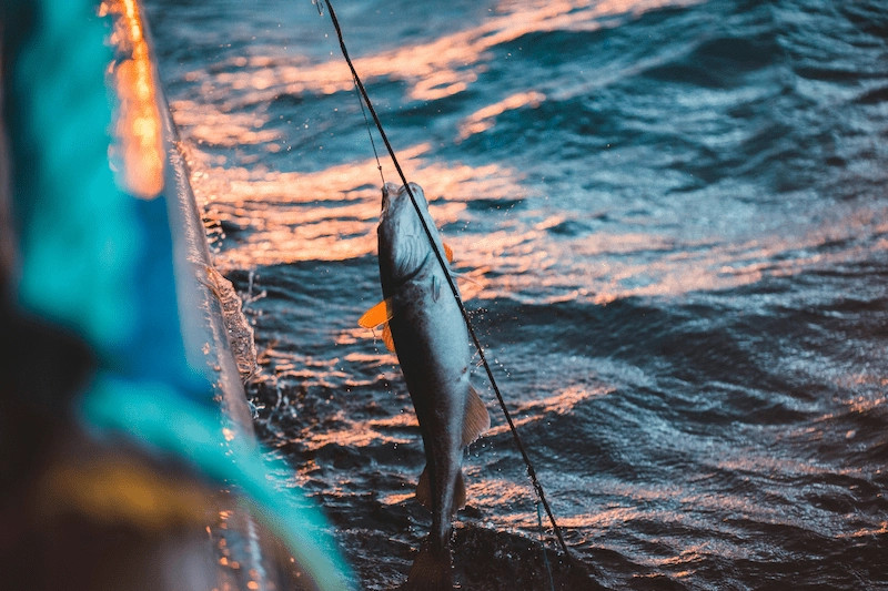 Fishing