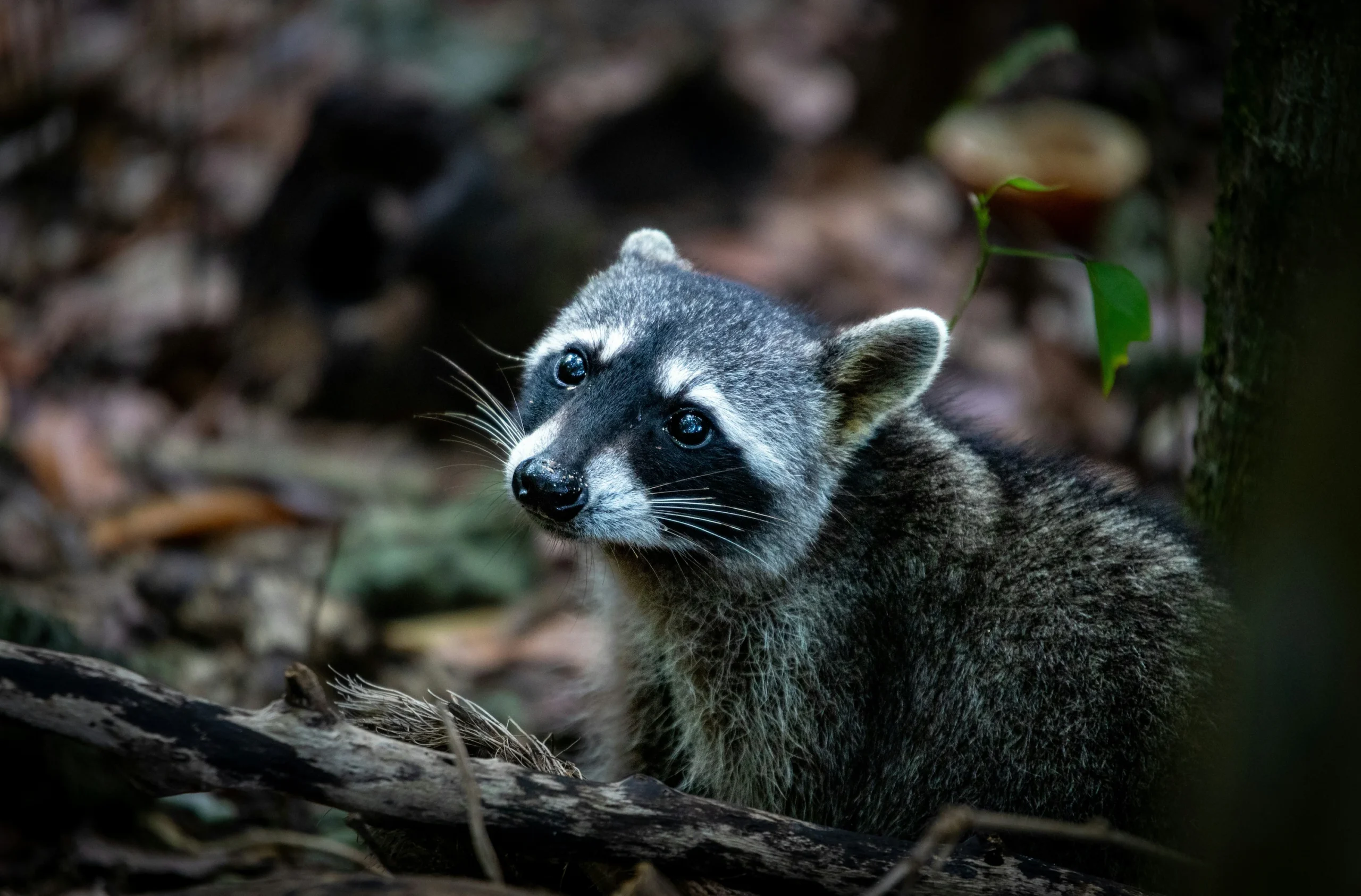 Narochansky national park