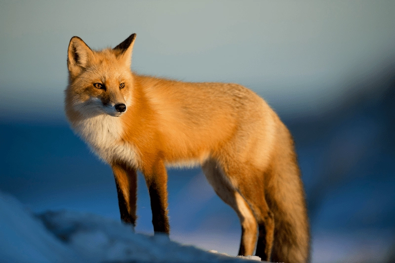 Wildlife