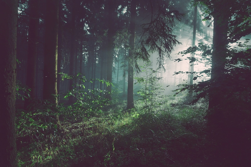 Forest nursery
