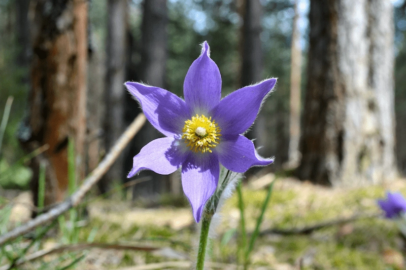 Nature conservation